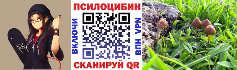 Псилоцибиновые грибы Psilocybe  купить  сайты  Альметьевск 
